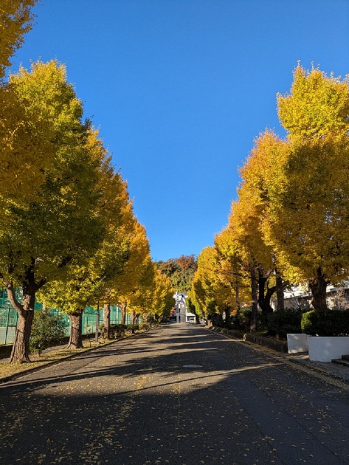 紅葉のいちょう並木